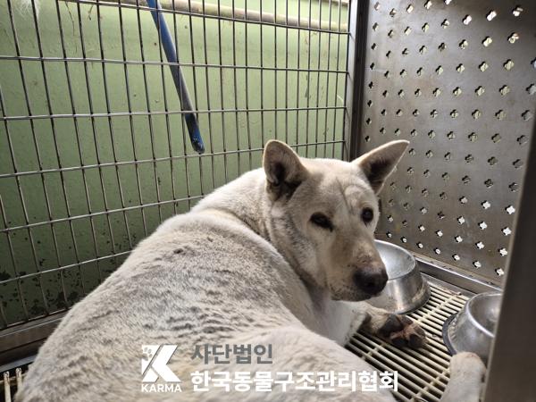 한국동물구조관리협회_441409202500328